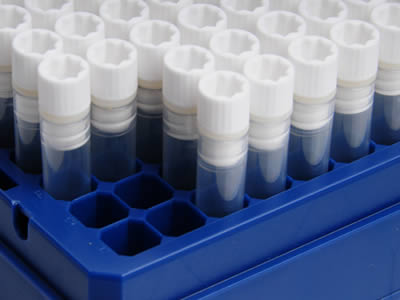 Many blood collectors with white plastic color are placed in a blue tray.