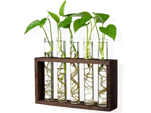 Plant propagation packaging test tubes with frame.